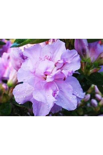 Азалія Елсі Лі висота